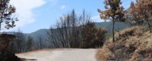 Emergenza incendi, il comune di Mammola richiede lo stato di calamità naturale item-thumbnail