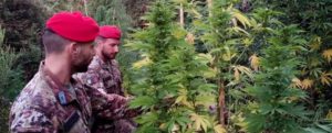 Droga: scoperta una piantagione di marijuana nel reggino item-thumbnail