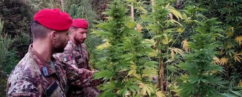 Droga: scoperta una piantagione di marijuana nel reggino