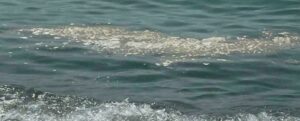 Mare sporco in Calabria, duro il Codacons: “Basta con gli inviti all’omertà, denunciare non equivale a denigrare” item-thumbnail