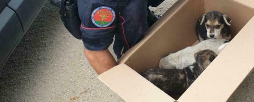 Calabria, cuccioli abbandonati sul ciglio della strada: tratti in salvo dai carabinieri