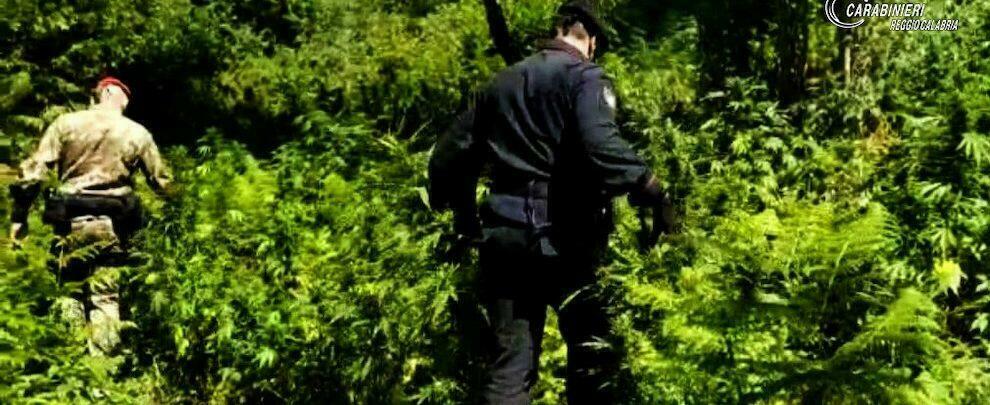 Zio e nipote in manette: coltivavano marijuana all’interno del Parco Nazionale dell’Aspromonte