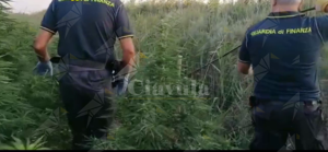 Rinvenute e sequestrate dalla guardia di finanza 300 piante di cannabis, un arresto item-thumbnail