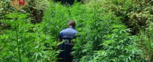 Scoperta l’ennesima piantagione di marijuana in Calabria item-thumbnail