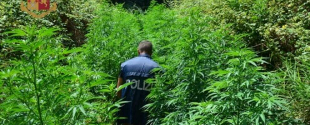 Scoperta l’ennesima piantagione di marijuana in Calabria