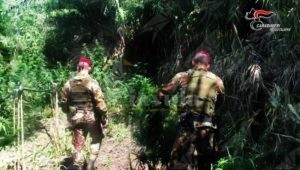 Rinvenute piantagioni di marijuana a Platì, Bovalino e Sant’Ilario dello Jonio item-thumbnail