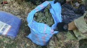 Trovato in possesso di 7 kg di marijuana, arrestato item-thumbnail