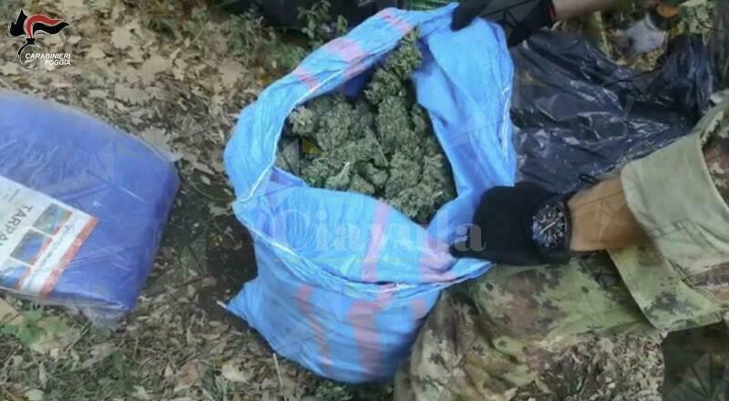 Trovato in possesso di 7 kg di marijuana, arrestato