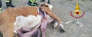 Mucca precipita in un burrone nel catanzarese, tratta in salvo dai vigili del fuoco item-thumbnail