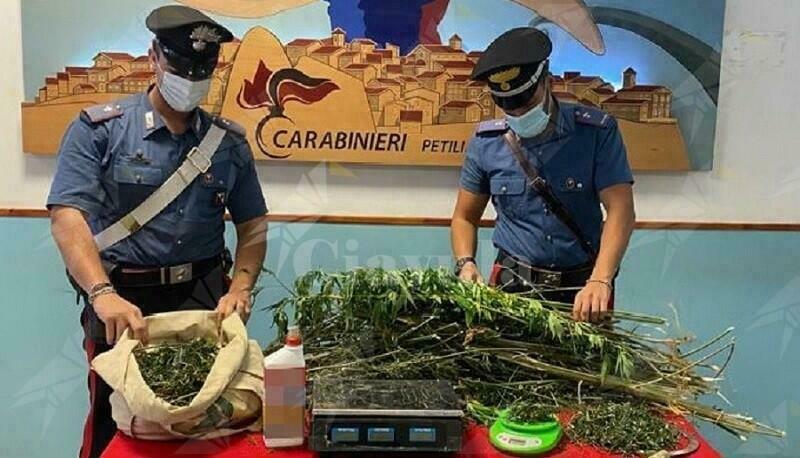 Calabria: Sorpreso dai carabinieri a coltivare una piantagione di marijuana, arrestato