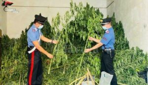 Calabria: Scoperti allacci abusivi alla rete idrica. Scovata anche una piantagione di canapa item-thumbnail