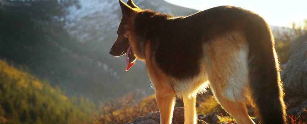 Tragedia in Calabria, 20enne sbranata e uccisa da cani randagi