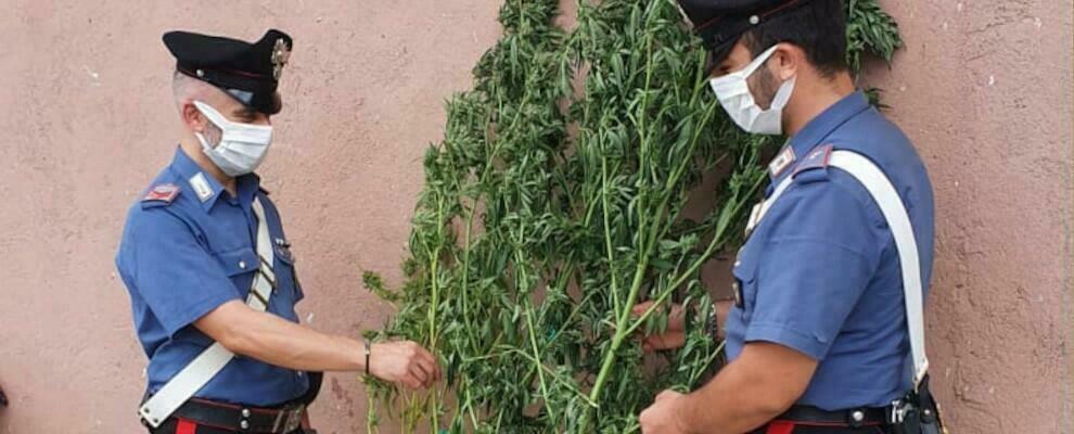 Calabria: arrestato, e poi rilasciato, un coltivatore di cannabis