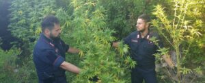 Calabria, beccati a coltivare una piantagione di marijuana: arrestati due agricoltori improvvisati item-thumbnail