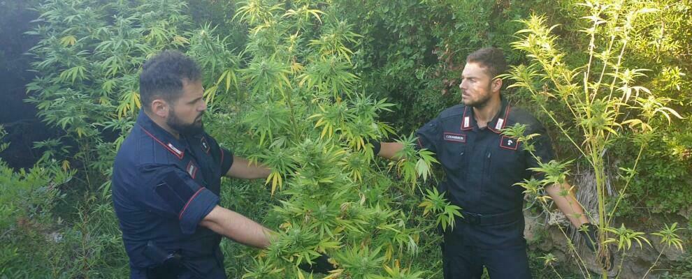 Calabria, beccati a coltivare una piantagione di marijuana: arrestati due agricoltori improvvisati