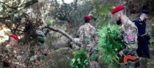 Coltivano marijuana, due persone finiscono in manette item-thumbnail