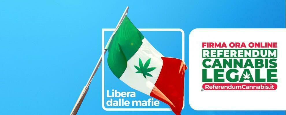 Cannabis, al via la raccolta firme per il referendum sulla depenalizzazione