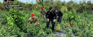 Sequestrate 2500 piante di marijuana nel reggino, in tre finiscono ai domiciliari item-thumbnail