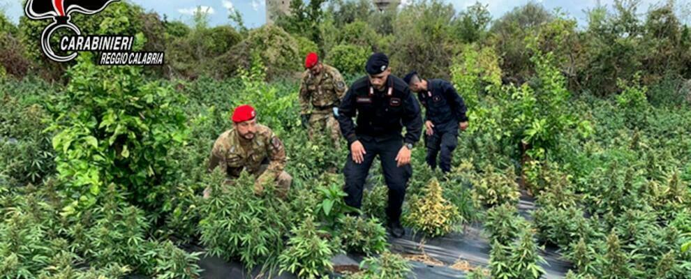 Sequestrate 2500 piante di marijuana nel reggino, in tre finiscono ai domiciliari