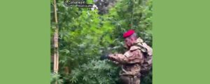 Scoperta una piantagione di marijuana a Mammola item-thumbnail