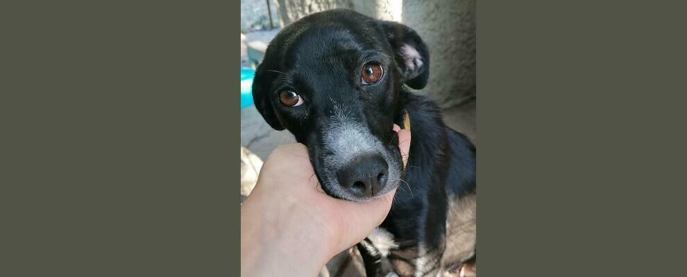 Cani smarriti per le strade di Caulonia. Si cercano i proprietari