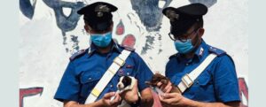Brancaleone: salvati dai carabinieri sette cuccioli abbandonati, scatta la denuncia per un ragazzo item-thumbnail