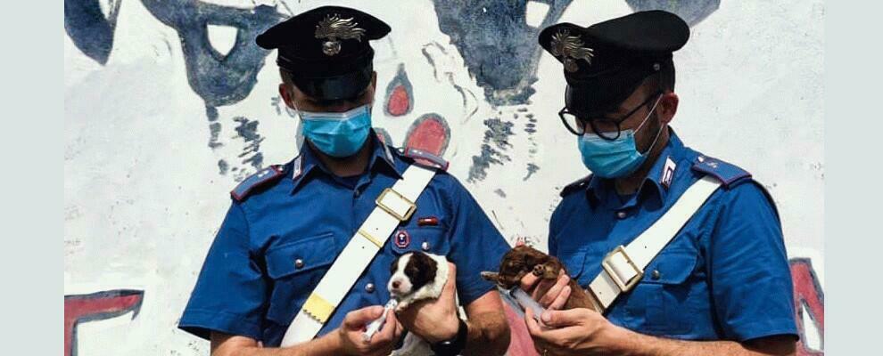 Brancaleone: salvati dai carabinieri sette cuccioli abbandonati, scatta la denuncia per un ragazzo