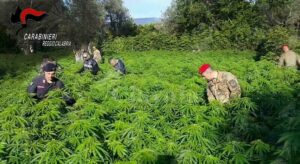 I carabinieri di Roccella Jonica individuano due piantagioni di cannabis a Placanica item-thumbnail