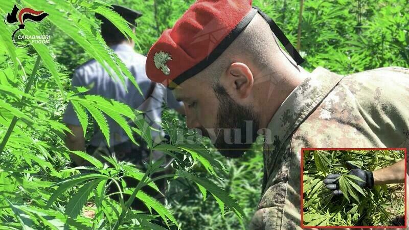 I carabinieri scovano una piantagione di marijuana,  coltivatore 29enne deferito