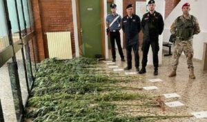 Coltivazione di cannabis, 40enne finisce in manette item-thumbnail