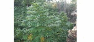 Coltiva 15 piante di cannabis, deferito in stato di libertà item-thumbnail