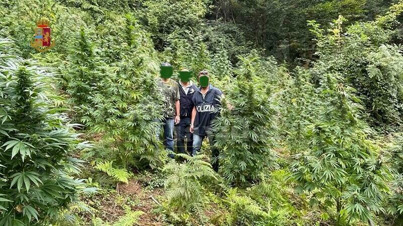 Scovata in Calabria una grossa piantagione di marijuana. Sul mercato avrebbe fruttato circa 150 mila euro