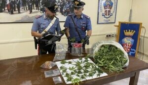 Coltiva marijuana dietro il pollaio di casa, arrestato item-thumbnail