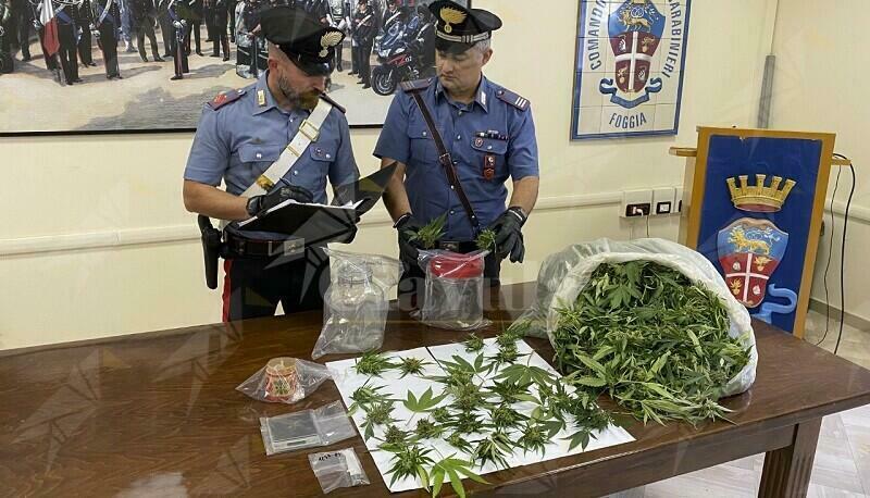 Coltiva marijuana dietro il pollaio di casa, arrestato