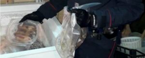 Delianuova, oltre 200 ghiri trovati congelati e confezionati: tre persone arrestate item-thumbnail