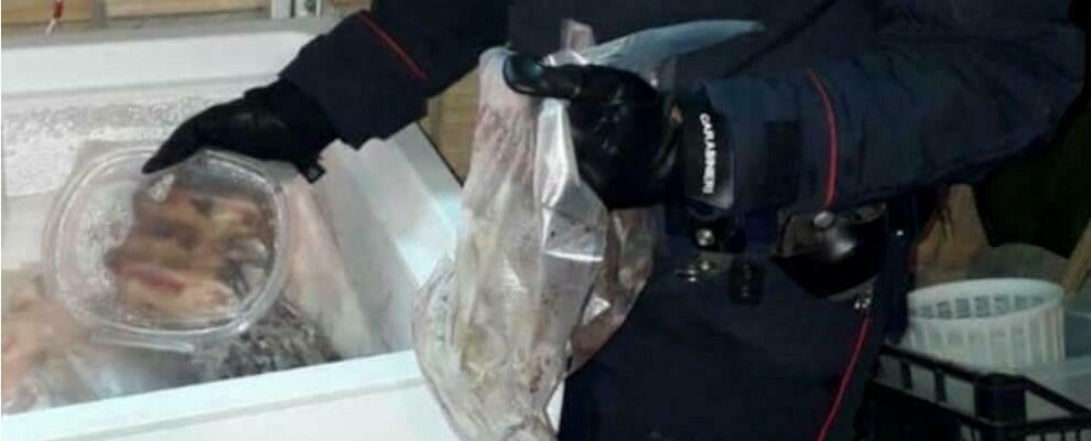 Delianuova, oltre 200 ghiri trovati congelati e confezionati: tre persone arrestate