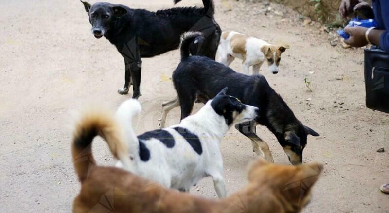 Ancora strage di cani in Calabria. Avvelenata con i suoi 5 cuccioli