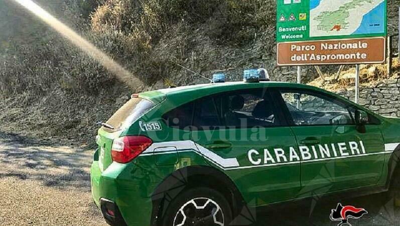 Caccia illegalmente nel parco nazionale d’Aspromonte, denunciato