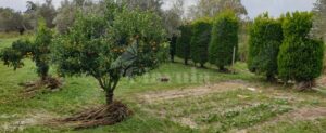 Cosimo Cavallaro: “Il torrente Canne rischiava l’esondazione? Fatto!” item-thumbnail