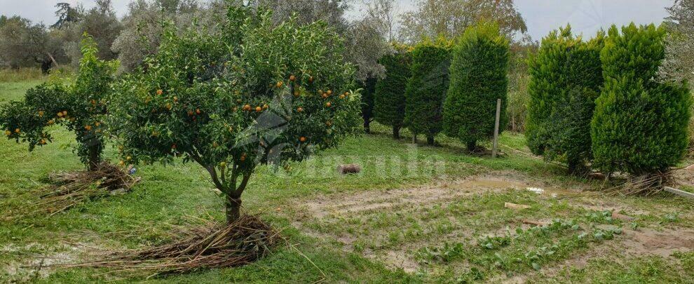 Cosimo Cavallaro: “Il torrente Canne rischiava l’esondazione? Fatto!”