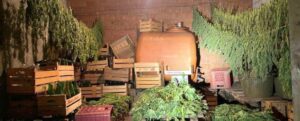 Autorizzati a coltivare canapa “legale” sorpresi invece a raccogliere quella “illegale”: due denunce nel reggino item-thumbnail