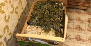 Coltiva canapa in casa, 25enne finisce in manette item-thumbnail