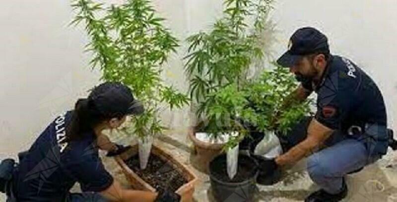 Nasconde piantine di marijuana in casa, denunciato