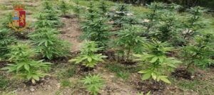 Coltiva marijuana a casa, 50enne finisce in manette item-thumbnail