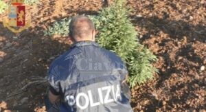 Blitz in un’azienda agricola familiare, sequestrate 3.000 piante di marijuana item-thumbnail