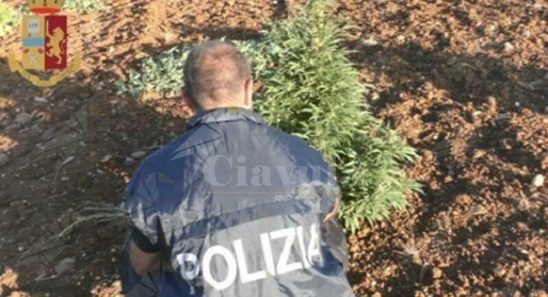 Blitz in un’azienda agricola familiare, sequestrate 3.000 piante di marijuana
