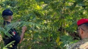 Calabria: Scovata piantagione di marijuana, tre persone in arresto item-thumbnail