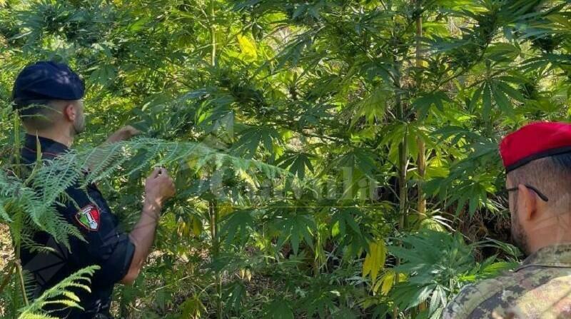 Calabria: Scovata piantagione di marijuana, tre persone in arresto