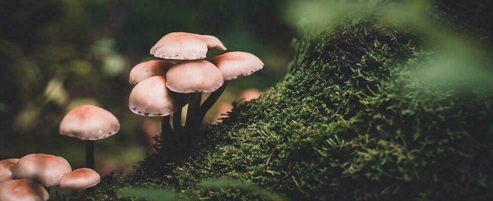 Si allontana per raccogliere funghi ma smarrisce la via di casa, rintracciato dalla polizia