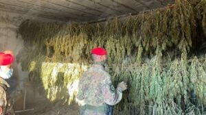 Scovata maxi piantagione di cannabis, due persone in manette item-thumbnail